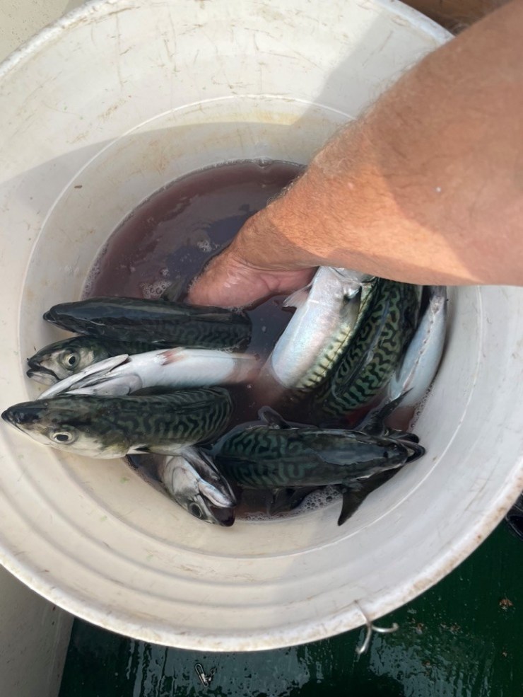 Histoires de pêche acadiennes – chapitre&nbsp;II